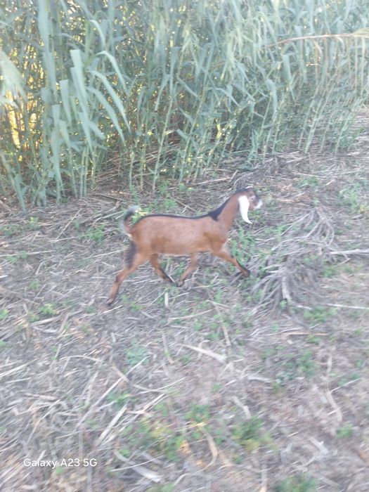 Vendo cabrito anglonubiano