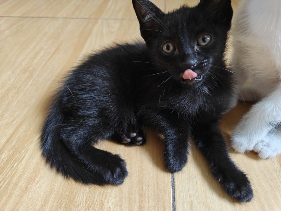 Gatinhos e gatos para adoção (saudáveis)