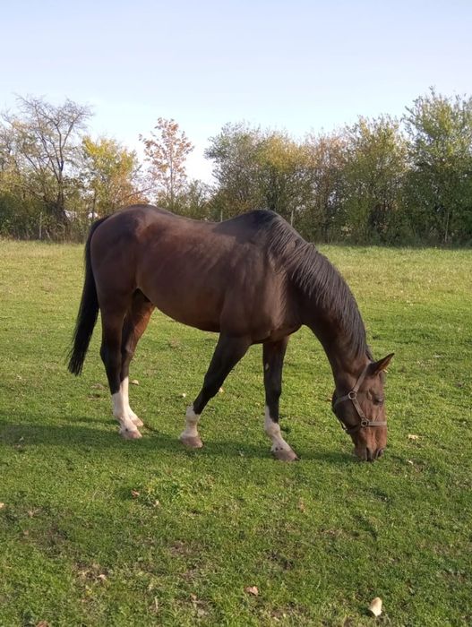 Koń pełny brat Colinero