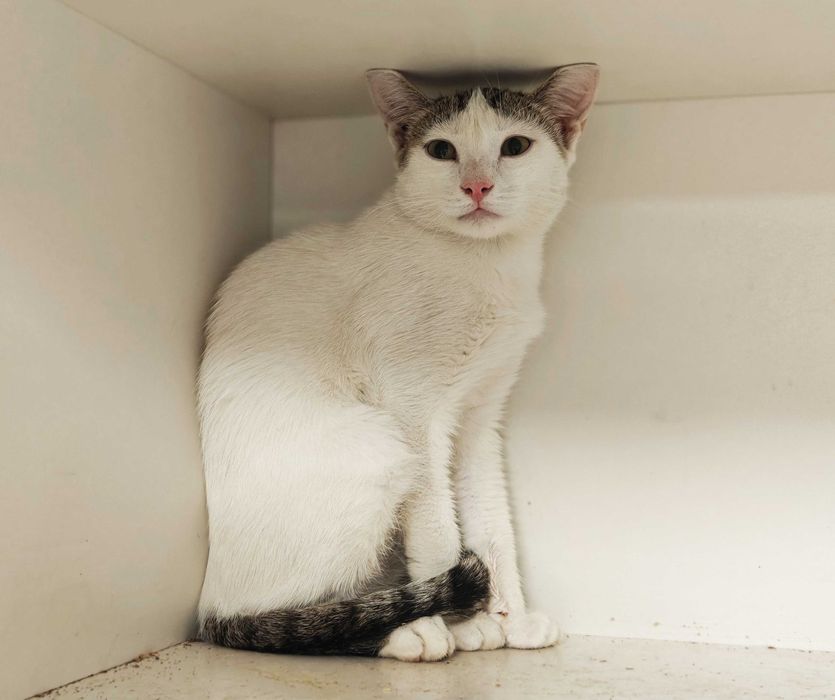 Ясік, 10 місяців — муркотливий котик шукає дім // кіт кошеня кішка