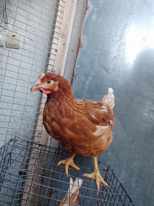 Несучка ломан Браун