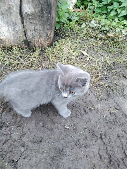 Киці в добрі руки