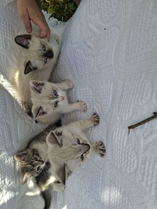 Кошенята шотландці тато чисто кровний