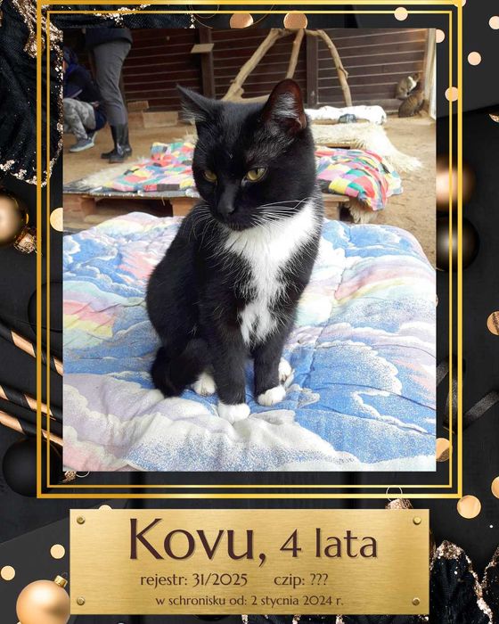 List do Św. Mikołaja – bezdomny kot Kovu / Olsztyn