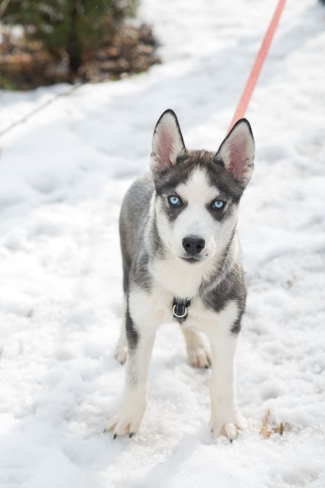 Шторм шукає родину