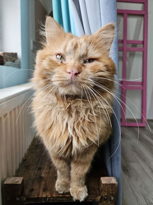 Рыжий кот ищет семью