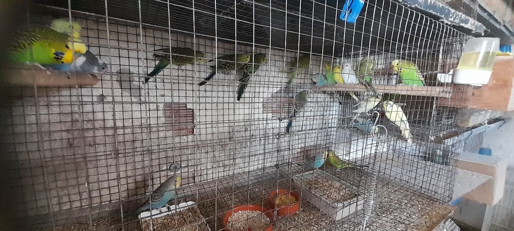 Piriquitos para ceder