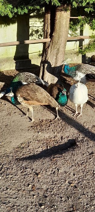 Pavões de várias cores: Branco, Asa negra, Azul e Arlequim