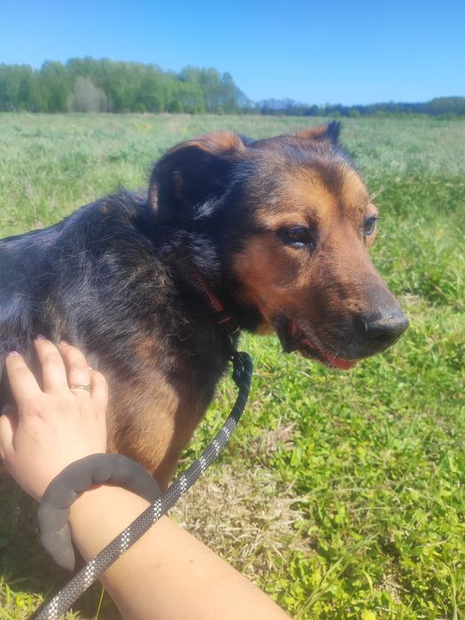 Ksawery - piękny postawny psiak szuka domu