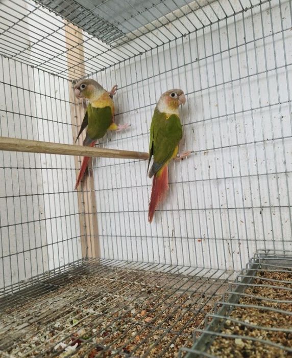 Vendo ou troco pihurras