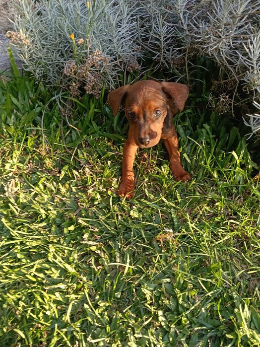 Pinscher macho castanho