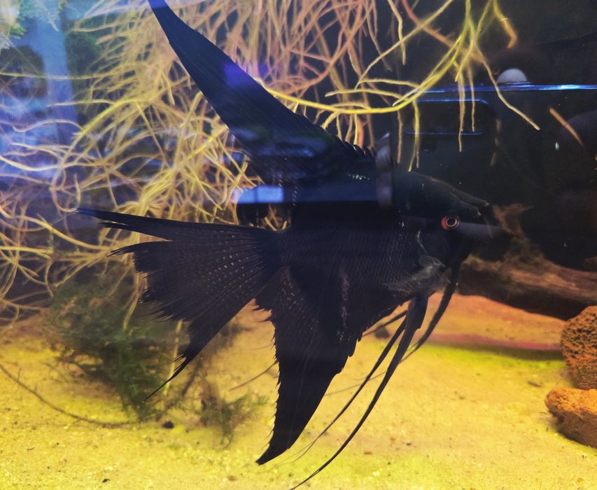 Skalar czarny weloniasty XL