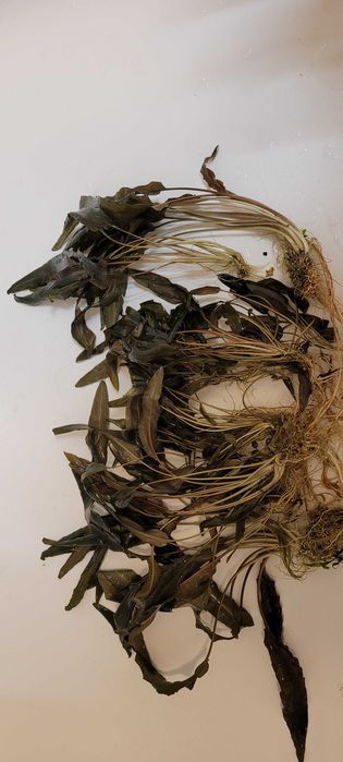 cryptocoryne wendtii brown