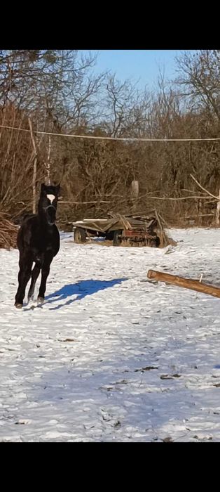 Klacz Śląska sprzedam