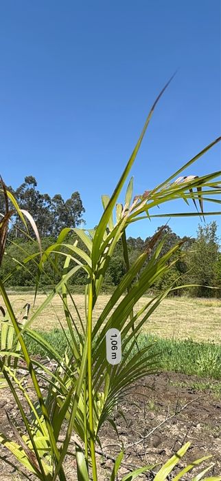 Palmeira Howea fosteriana
