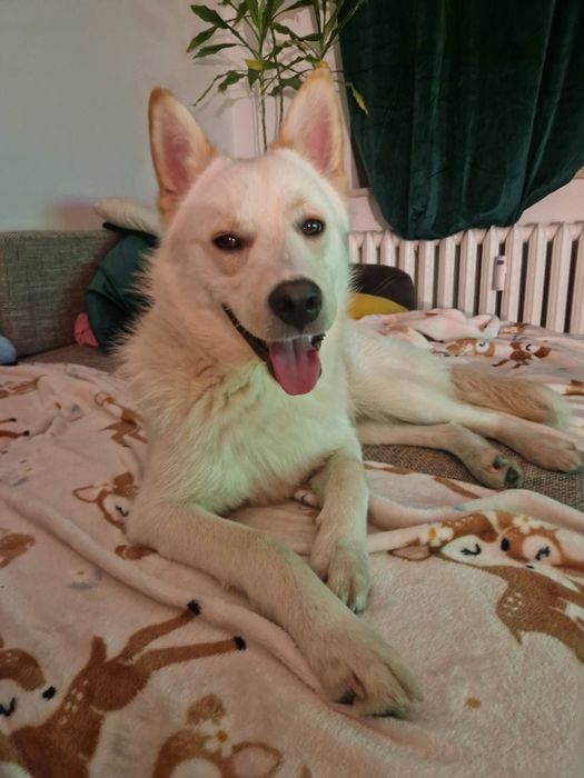 HAPPY młodziutki aktywny psiak poleca się do adopcji