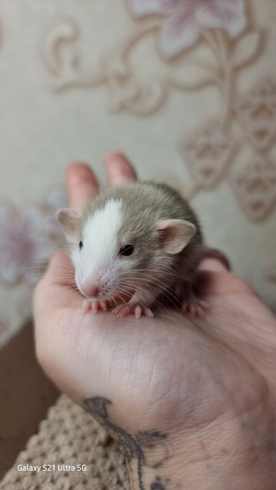 Крыса хаски мальчик