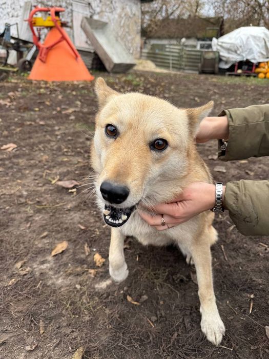 Собачка шукає дім!!!