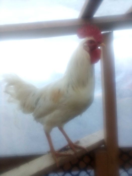 Młode koguty 6m-cy polecają się do zmiany kurnika