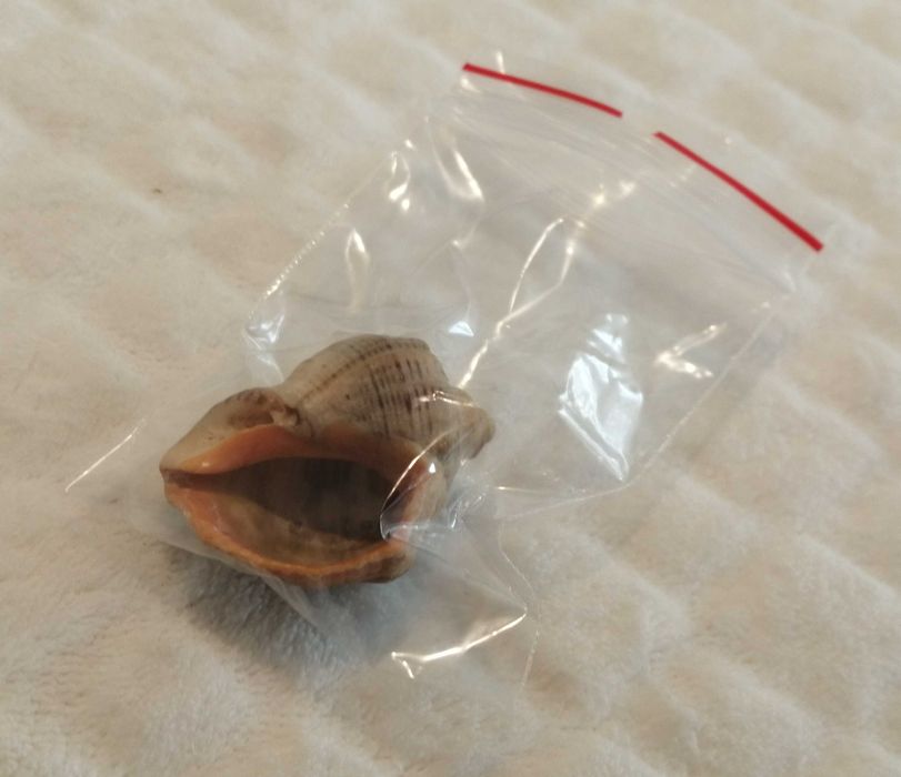 Muszla 4,2cm, 64 (Kreatywne)