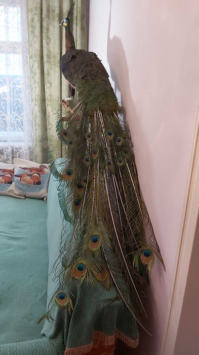 Чучело Яванського Зеленого павліна