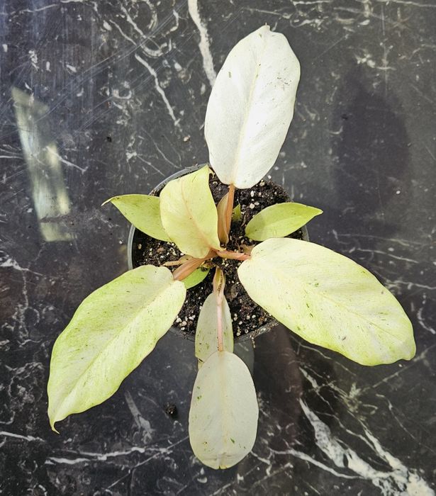 Philodendron snowdrift