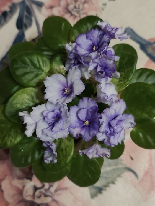 Фіалки сортові -дітки, стартери.