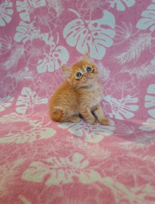 Шотландская пушистая девочка