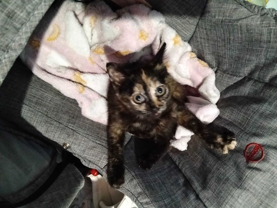Gatinha de 3 meses