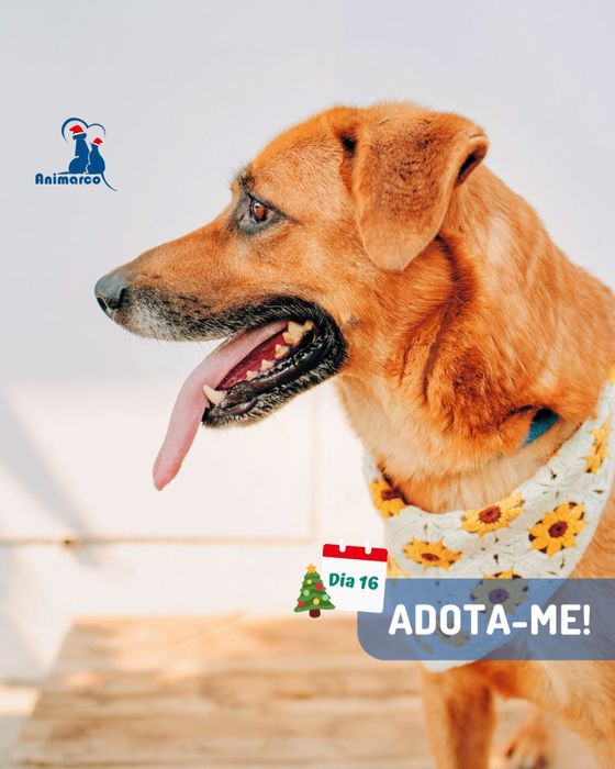 Chica - cadela porte medio grande