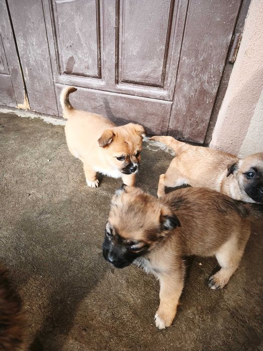 Маленькі хвостики шукають дім :)