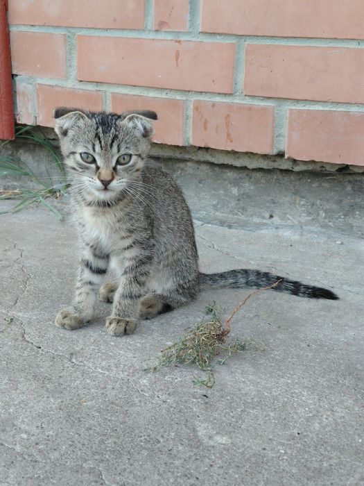 Віддам котика у добрі руки