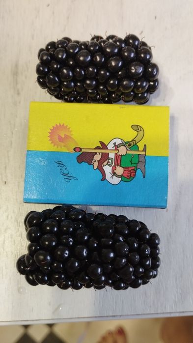 Саженцы крупноплодной ранней безшипной ежевики!Закрытая корневая!