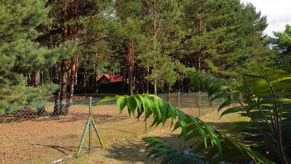 Działka budowlana ogrodzona przyłacza woda prąd gm. Łask Borszewice blisko Zduńska Wola Pabianice Łódź