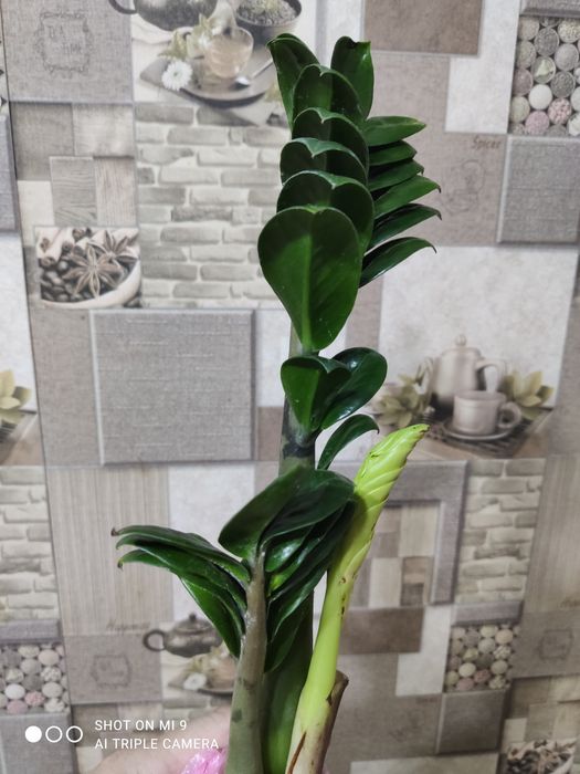 Заміокулькас-ЗЕНЗІ-