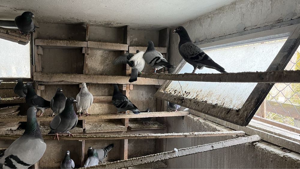 Gołębie Pocztowe Lotowe