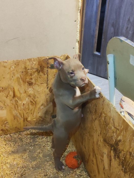 Американські буллі