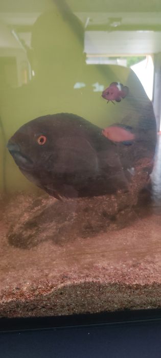 Três aquarios+peixes