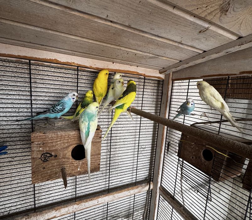 Piriquitos para criação