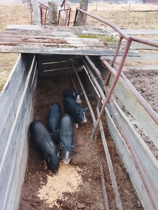 В'єтнамські свинки