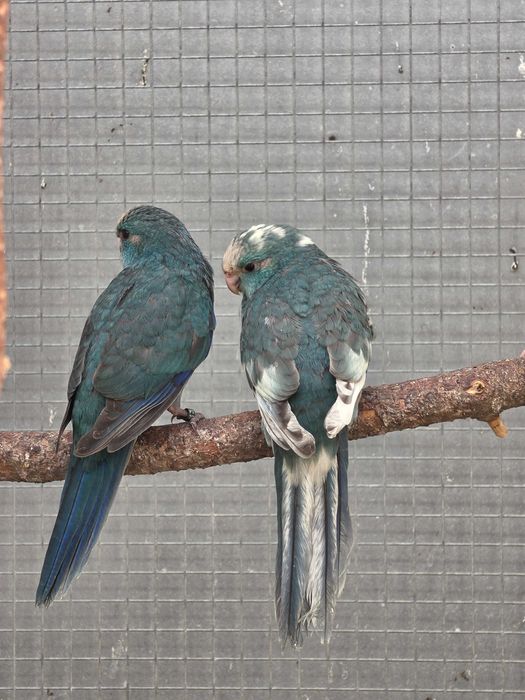Kakarikis Verdes, Amarelos, Azuis, Cremes, Spangle