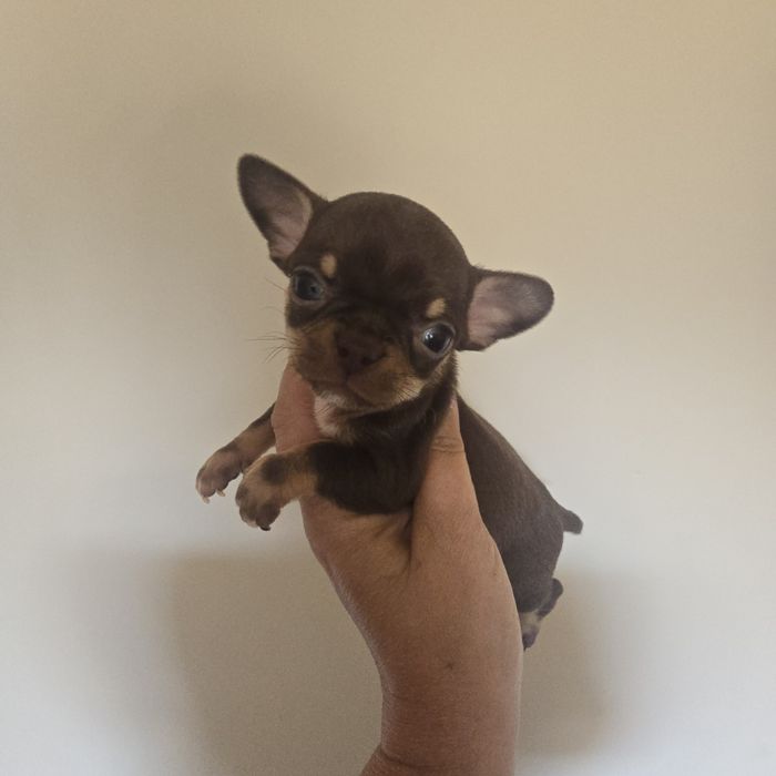 Chihuahua  suczka czekoladowa mini kruszynka
