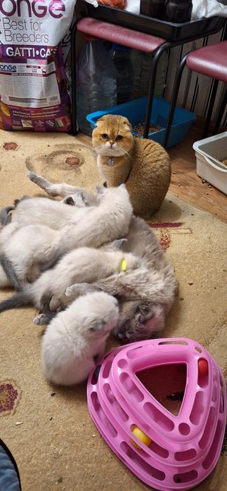 Блю-поинт страйт/ девочка