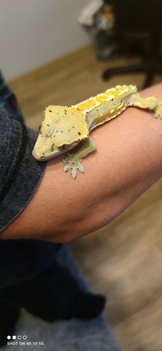 Gekony orzęsione + terrarium