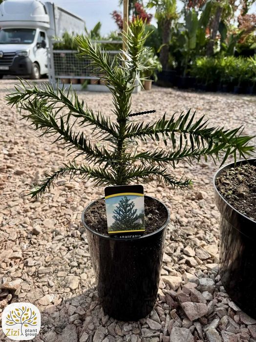 Araucaria araucana, Araukaria, 20-100cm, różne wielkości, zimozielona