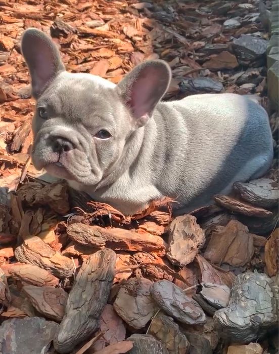 Buldog francuski Lilac lilak liliowy nie blue niebieski blekitny