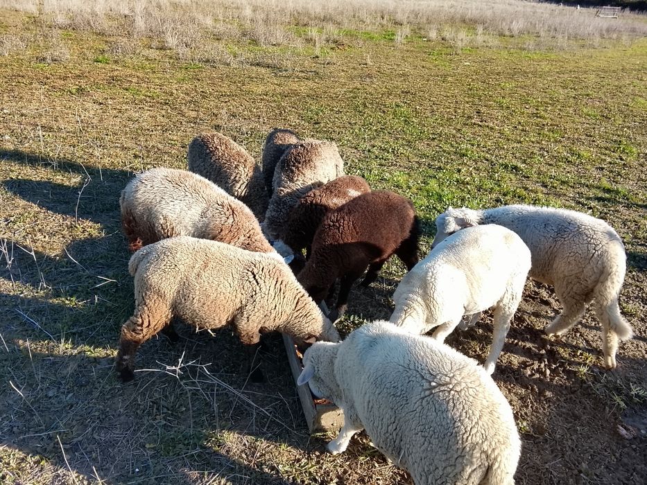 Dez borregos M e F cx