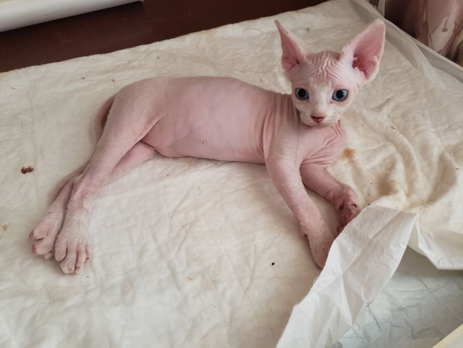 Продам котика сфінкса
