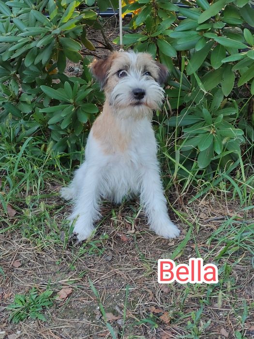 Jack Russell terrier szczenie