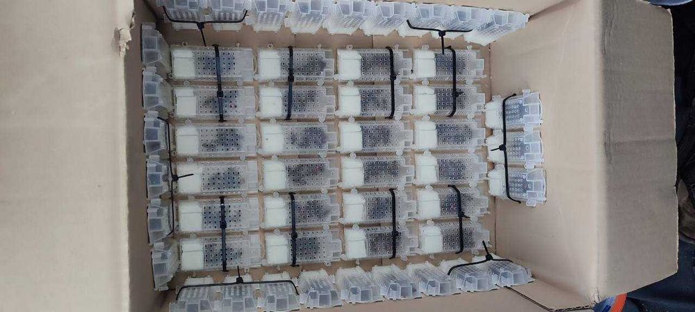 Акція Унікальні бджолині матки Карпатської породи, Бескид та Синевир!